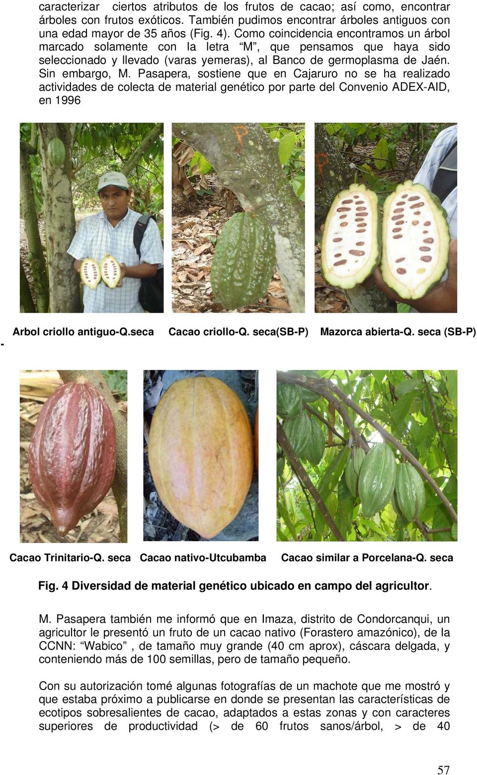 Pasapera, sostiene que en Cajaruro no se ha realizado actividades de colecta de material genético por parte del Convenio ADEX-AID, en 1996 - Arbol criollo antiguo-q.seca Cacao criollo-q.