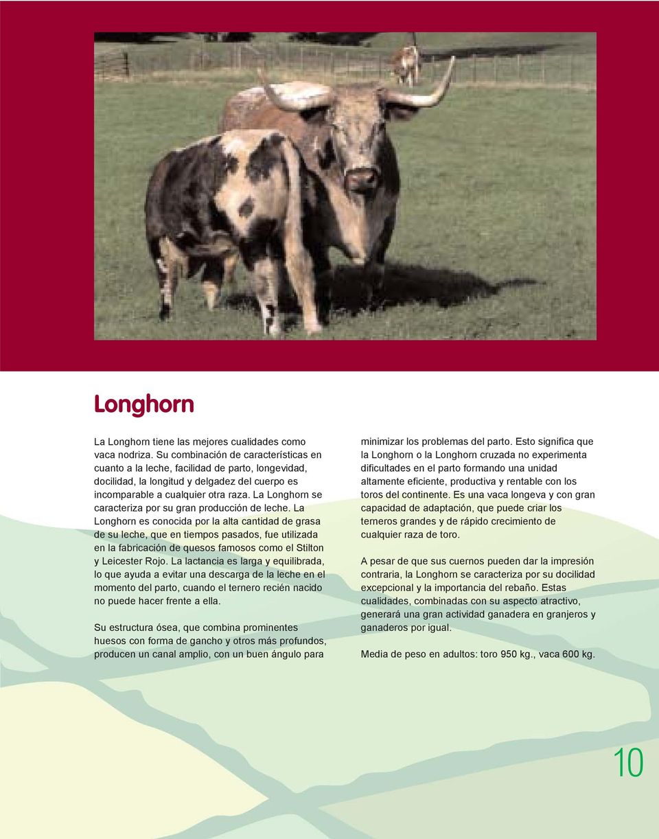 La Longhorn se caracteriza por su gran producción de leche.