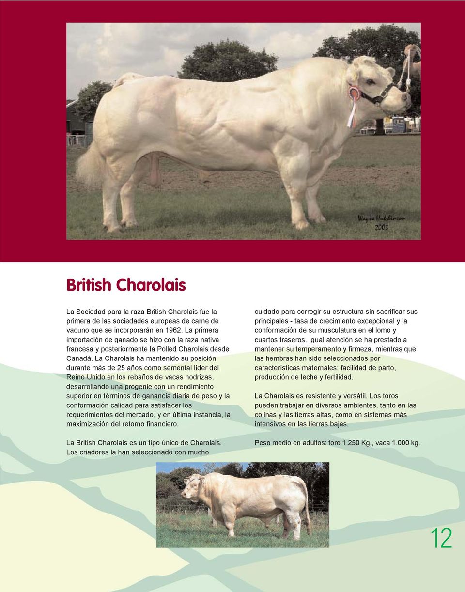 La Charolais ha mantenido su posición durante más de 25 años como semental líder del Reino Unido en los rebaños de vacas nodrizas, desarrollando una progenie con un rendimiento superior en términos