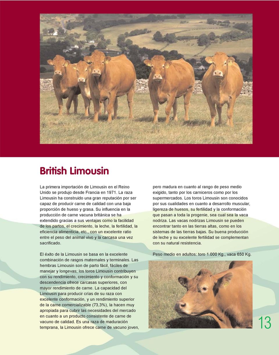 Su influencia en la producción de carne vacuna británica se ha extendido gracias a sus ventajas como la facilidad de los partos, el crecimiento, la leche, la fertilidad, la eficiencia alimenticia,
