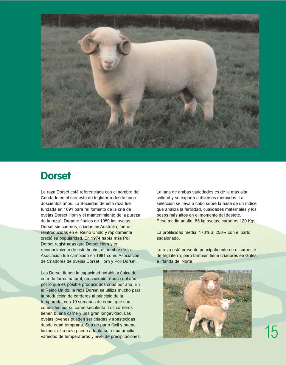 Durante finales de 1950 las ovejas Dorset sin cuernos, criadas en Australia, fueron reintroducidas en el Reino Unido y rápidamente creció su popularidad.