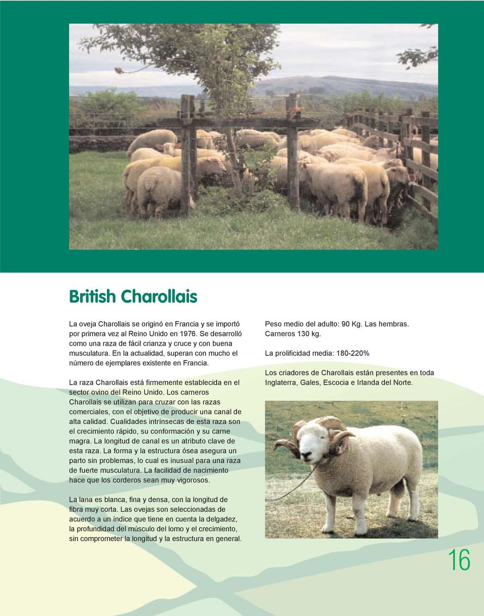 Los carneros Charollais se utilizan para cruzar con las razas comerciales, con el objetivo de producir una canal de alta calidad.