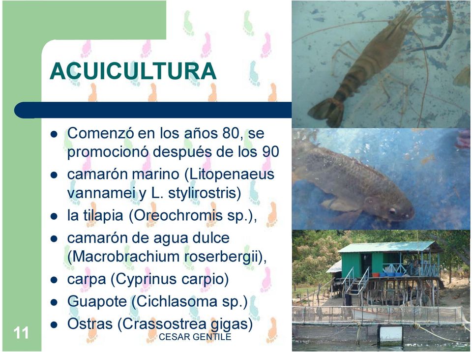 stylirostris) la tilapia (Oreochromis sp.