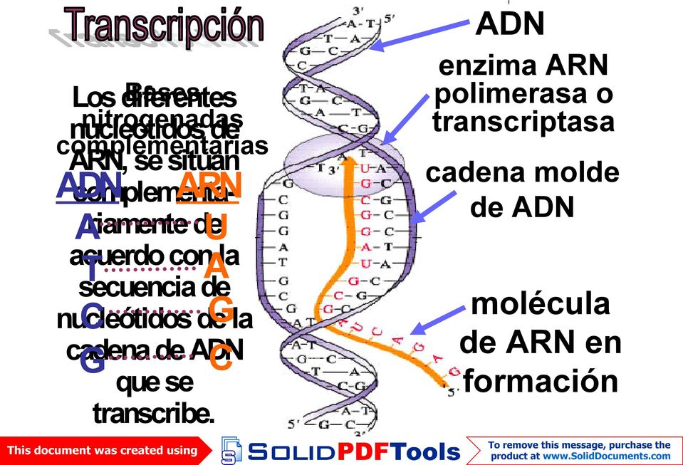 secuencia de Gla nucleótidos de C cadena de ADN C G que se transcribe.