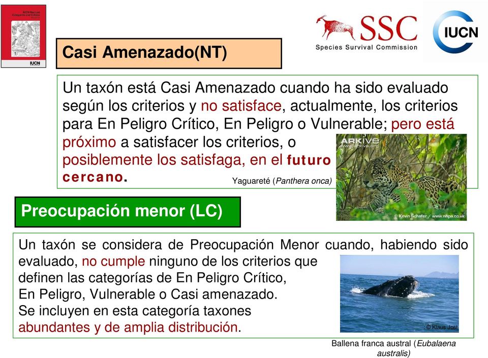 Yaguareté (Panthera onca) Preocupación menor (LC) Un taxón se considera de Preocupación Menor cuando, habiendo sido evaluado, no cumple ninguno de los criterios que