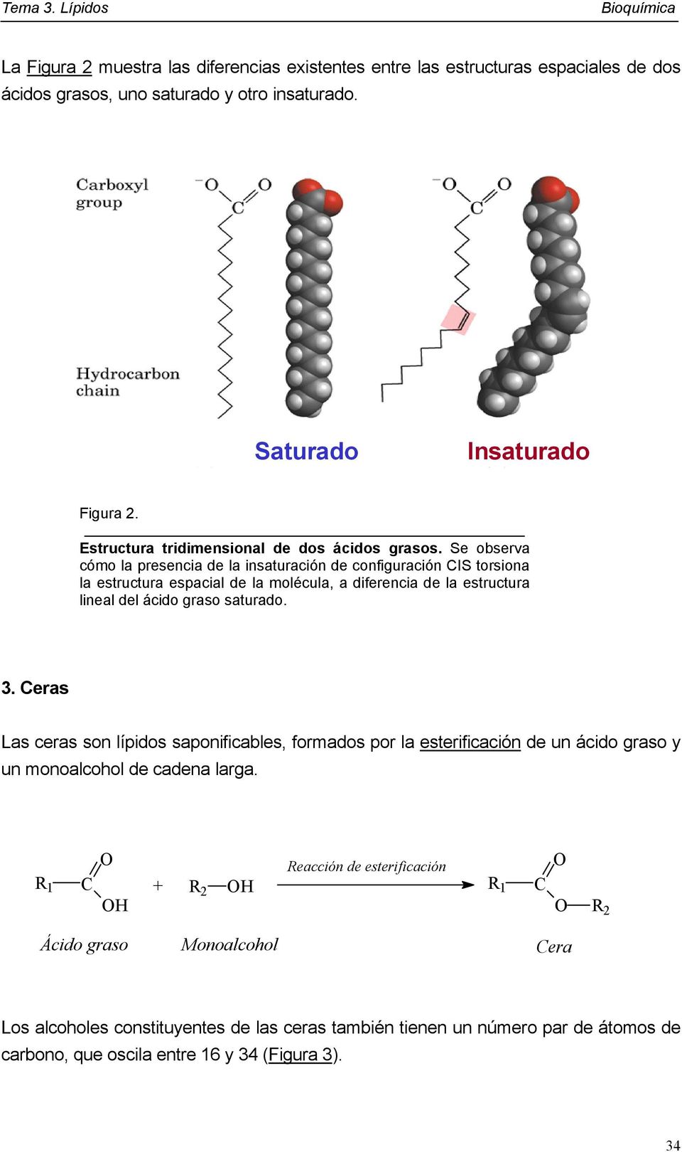 Se observa cómo la presencia de la insaturación de configuración CIS torsiona la estructura espacial de la molécula, a diferencia de la estructura lineal del ácido graso saturado. 3.
