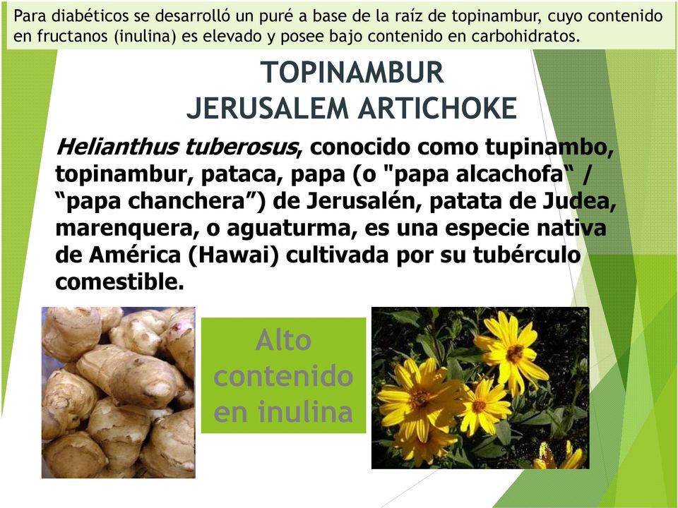 TUPINAMBUR TOPINAMBUR JERUSALEM ARTICHOKE Helianthus tuberosus, conocido como tupinambo, topinambur, pataca, papa (o
