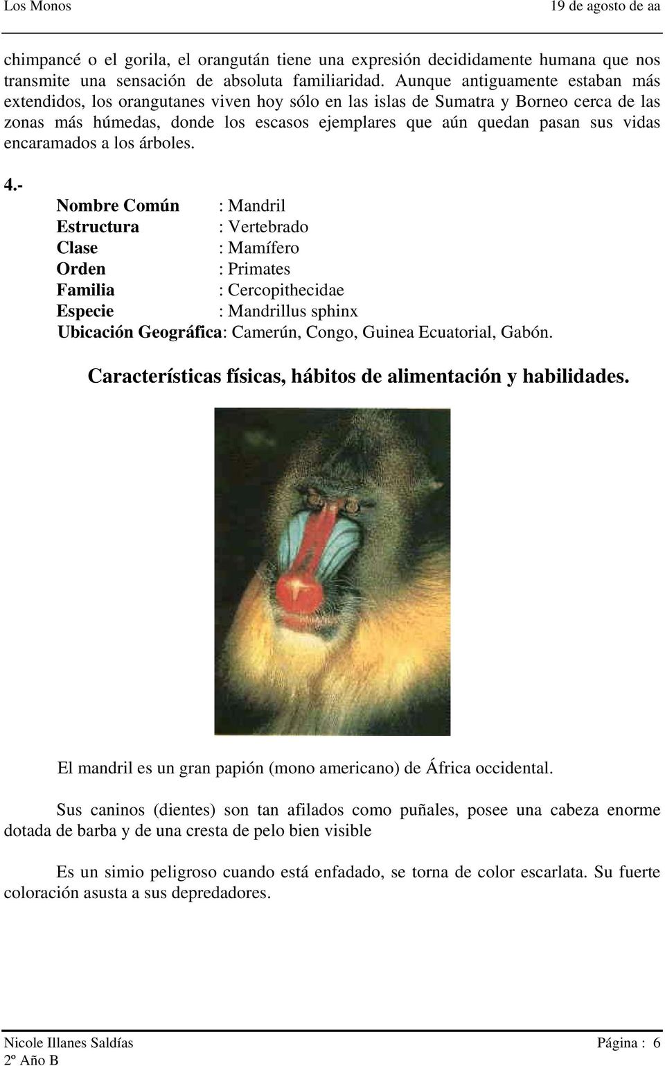 encaramados a los árboles. 4.- Nombre Común : Mandril : Cercopithecidae : Mandrillus sphinx Ubicación Geográfica: Camerún, Congo, Guinea Ecuatorial, Gabón.