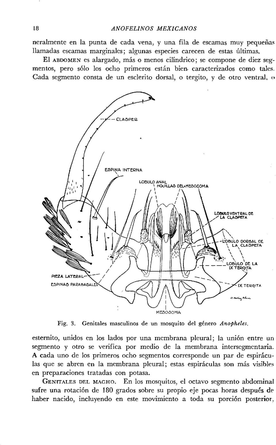 Cada se,amento consta de un esclerito dorsal, o tergito, y de otro ventral, o Fig. 3. Genitales masculines de un mosquito de1 ghero Anopheles.