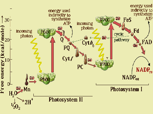 Fase luminosa o fotosistemas Fotosistema 1 ER Centro de reacción