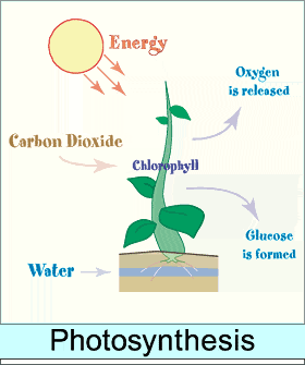 Fotosíntesis: Cosecha de Energía Radiante El Sol, es la principal fuente de energía de nuestro planeta. Las plantas, son los principales productores en ecosistemas terrestres.
