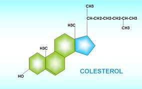 Esteroides Esteroides: lípids derivats de l esterà Esterols: grup OH al C3 i cadena alifàtica al C17 Colesterol: dóna estabilitat a la membrana plasmàtica.