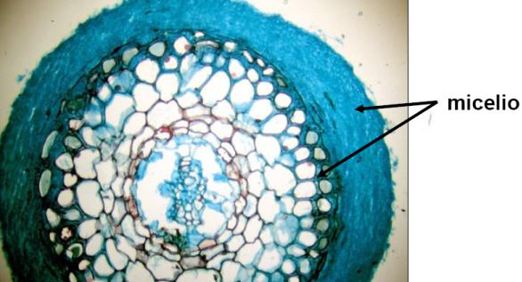 MICORRIZAS ENDOMICORRIZAS ECTOMICORRIZAS Las micorrizas son asociaciones simbióticas entre hongos y raíces de plantas vasculares.