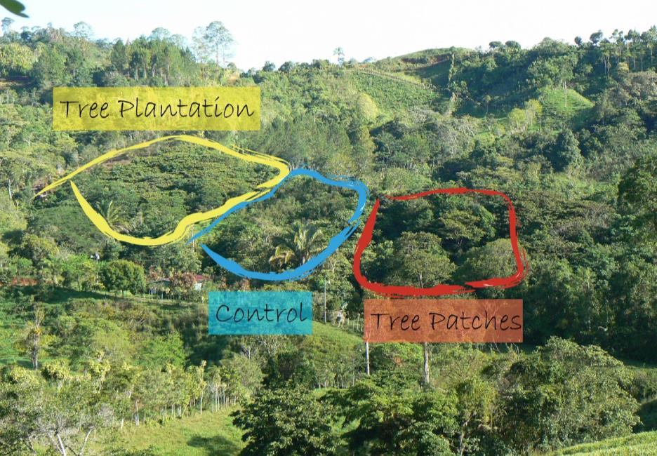 Leighton Reid Ej: Ensayos con Islas en Coto Brus, Costa Rica Universidad de California y Organización de Estudios Tropicales