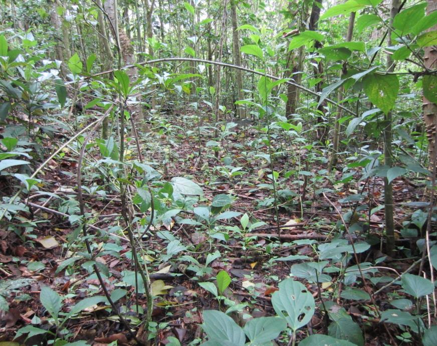 Ej: Ensayos con Islas en Coto Brus, Costa Rica Zahawi et al, 2013 Zahawi, R. A., K.D. Holl, R.J. Cole and J.L. Reid. 2013. Testing applied nucleation as a strategy to facilitate tropical forest recovery.