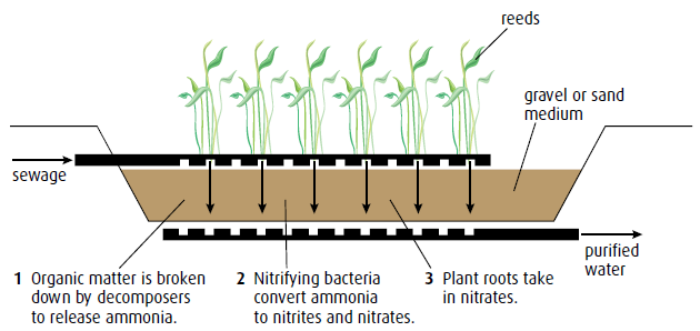 Tratamiento de aguas residuales usando sistemas cañaverales BI Consiste en crecer la vegetación sobre un medio arenoso o con gravas, capaz de mantener un área oxigenada para las raíces de las plantas