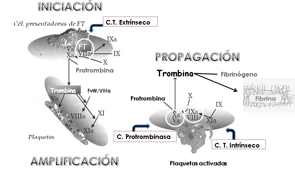 438 Guerrero y López Fig. 1. Cascada de la coagulación. Consiste en la confluencia de la vía extrínseca e intrínseca en una vía común.