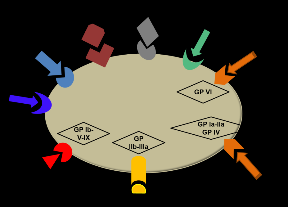 Tesis Doctoral Introducción GPs, en su mayoría pertenecientes a la superfamilia de las integrinas, que interaccionan con las proteínas adhesivas.