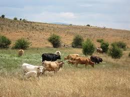 AGRICULTOR ACTIVO (GANADERÍA) Inscripción en el REGA en 2013. Presencia de animales en toda la superficie de pastos declarada.