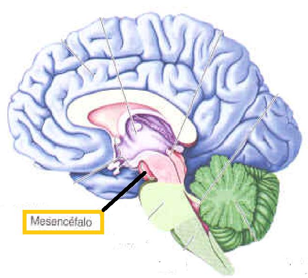 I.3. Mesencéfalo (cerebro medio) Se encuentran centros sensoriales y motores, en el cual se producen reflejos relacionados con el sistema visual (colículos superiores) y auditivo (colículos