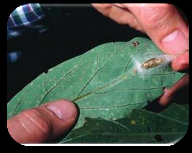 Daños y síntomas Hojas Las larvas se alimentan principalmente del follaje. El daño generalmente es ligero, pero cuando las poblaciones son altas, se produce una defoliación severa.