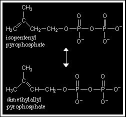 La isomerasa pirofosfato de Isopentenilo interconvierte al pirofosfato de isopentenilo y al pirofosfato de dimetilalilo.