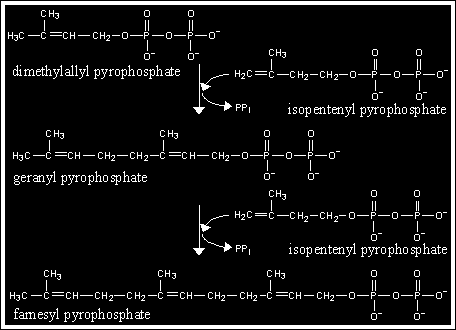 La prenil transferasa cataliza una serie de reacciones de condensación cabeza con cola.