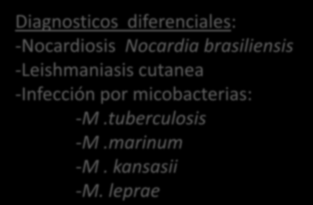 Esporotricosis linfocutanea Uruguay: 85% forma linfangitica 90% localización MMSS Diagnosticos diferenciales: -Nocardiosis
