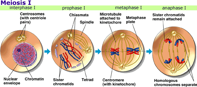 Duplicación de cromosomas Recombinación de cromosomas homólogos Alineamiento de cromosomas Separación de cromosomas A diferencia de la mitosis, durante la profase I de la meiosis, los pares de