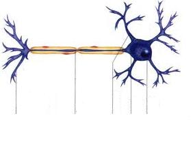 A) LAS NEURONAS Las neuronas reciben y