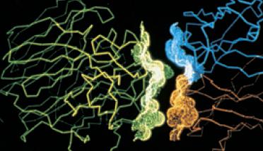 Células y otros componentes del sistema inmune Granulocitos o PMN Neutrófilos