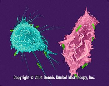 Células Dendríticas Proporción en tejidos: 0,1-1 %.