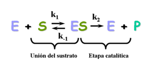 concentración de sustrato. Mecanismo de unión de único sustrato para una reacción enzimática.