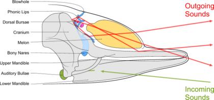 Ecolación en animales Ecolación en un delfín es producido por los phonic lips (estructuras fónicas), ampliado por los melons