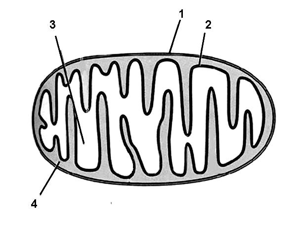 CÉLULA: ORGÁNULOS Y DIVISIÓN Indique a qué etapa del ciclo celular de una célula eucariótica afecta una droga que i nhibe la polimerización de los microtúbulos. Razone la respuesta [1].