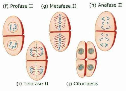 3.2. Segunda división meiótica Esquema general de la meiosis I La segunda división meiótica