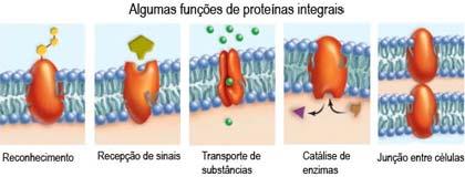 Membrana plasmática: proteínas Determinan la mayoría de las funciones específicas de la membrana Funciones: transporte, actividad enzimática,