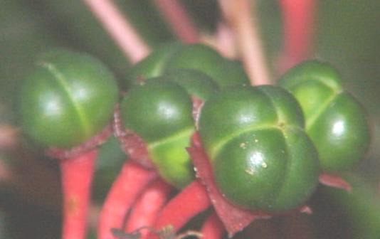 Verbenaceae Estambres 4, raro 2-5, alternos a los lóbulos de la corola. Disco presente.