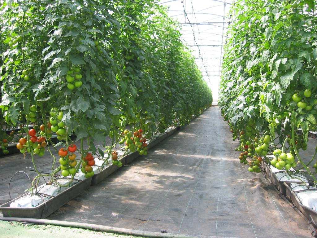 PROYECTOS RTA 2005-00142-C02 (ICIA-IRTA) Ecodiseño y manejo sostenible invernaderos RTA 2006-00157-00 (ICIA) Gestión solución nutritiva en cultivo sin suelo de tomate RTA 2008-00109-C03