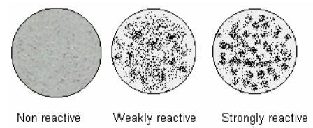 3.4.4.- El resultado Reactivo se caracteriza habitualmente por grumos grandes o pequeños, pero el tamaño es uniforme. 3.4.5.
