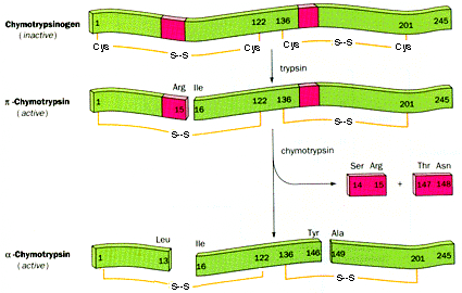 2.6.3. Enzimas alostéricos Enzimas oligoméricos que poseen un centro activo (al que se une el sustrato) y un centro regulador (al que se une el modulador).