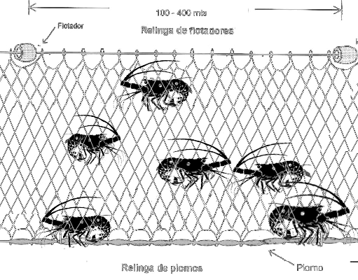 Figuras 15: Características generales de la red de enmalle para langosta.