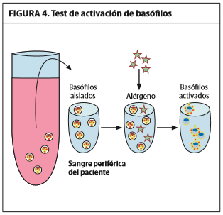 Test de Activación de Basófilos A partir del estímulo de los basófilos en sangre periférica con el alérgeno es posible detectar la presencia de IgE específica mediante varias técnica: * observación