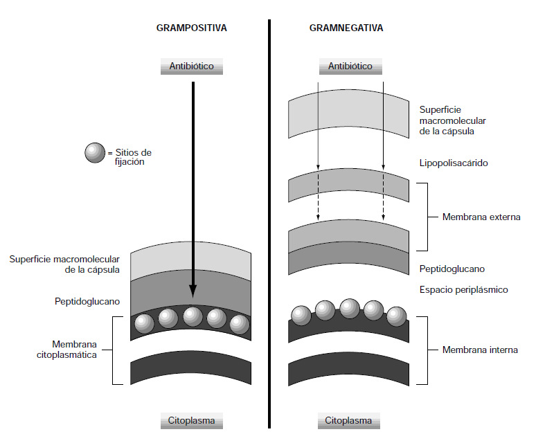 Revisión Bibliográfica en los gramnegativos de una segunda membrana, la membrana externa, creándose un espacio entre ambas, el espacio periplásmico, en el que se encuentra el peptidoglicano.