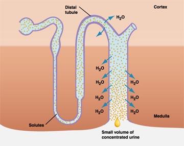 TTKG: Gradiente Transtubular de Potasio VENTAJAS Corrige la concentración de agua en el túbulo colector medular. Indica si la aldosterona está funcionando.