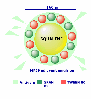 Adyuvante MF59 Es una emulsión de aceite en agua constituidas por microvesículas de 160 nm diámetro, uniformes y estables, formadas por una gota de escualeno rodeadas por una monocapa de detergentes