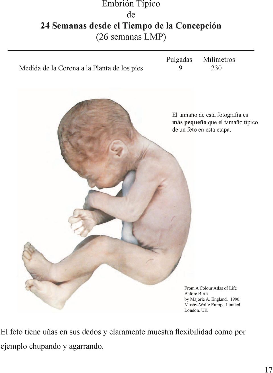 en esta etapa. From A Colour Atlas of Life Before Birth by Majorie A. England. 1990. Mosby-Wolfe Europe Limited.