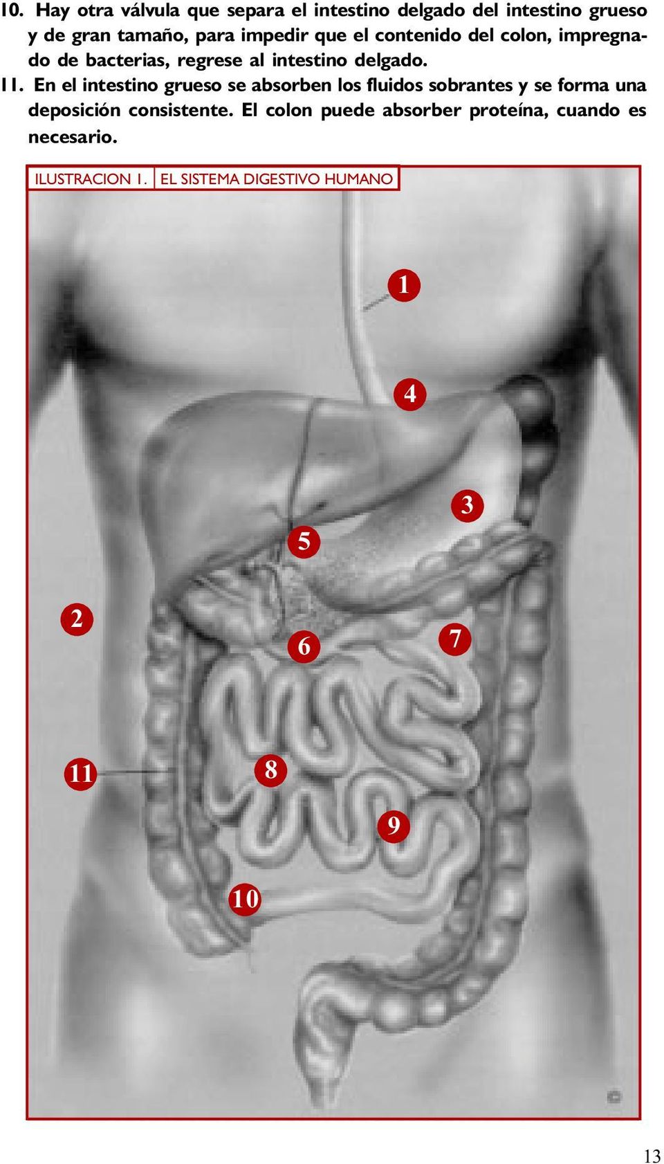 En el intestino grueso se absorben los fluidos sobrantes y se forma una deposición consistente.