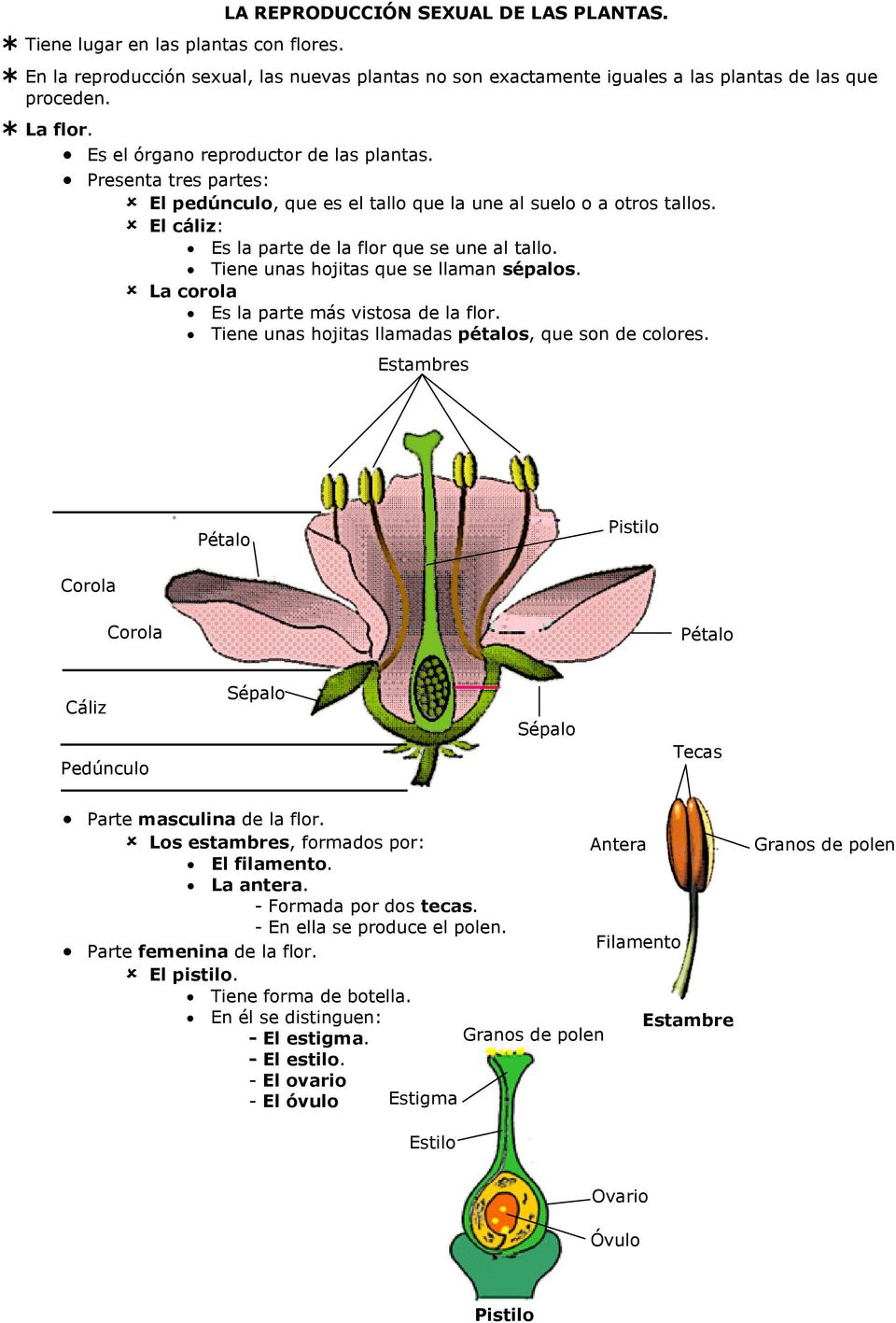 Tiene unas hojitas que se llaman sépalos. La corola Es la parte más vistosa de la flor. Tiene unas hojitas llamadas pétalos, que son de colores.