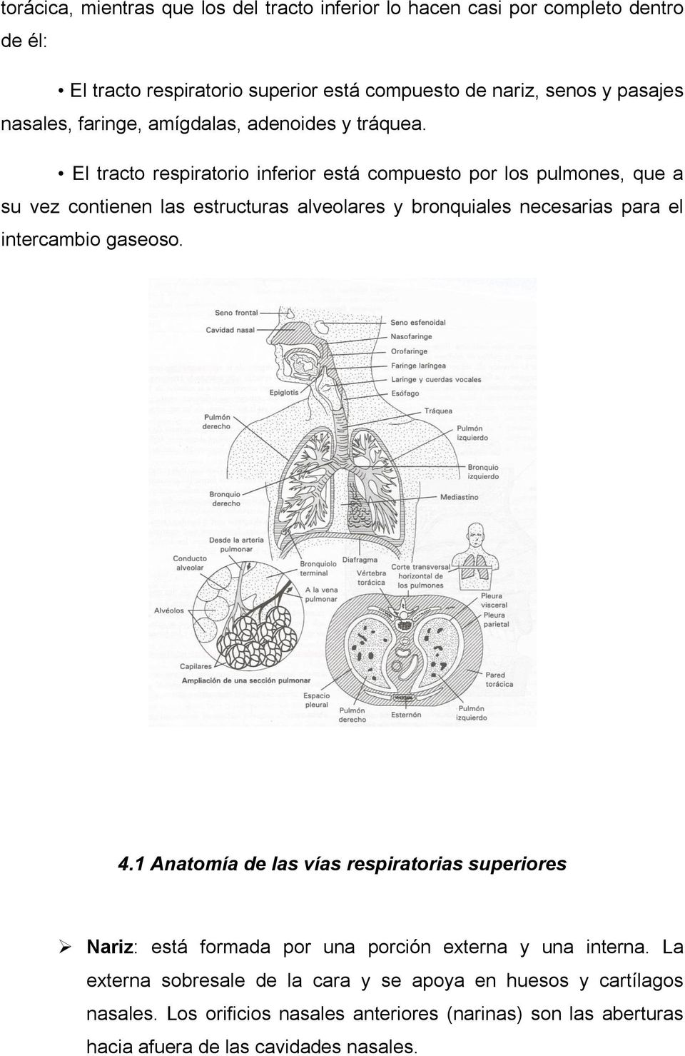 El tracto respiratorio inferior está compuesto por los pulmones, que a su vez contienen las estructuras alveolares y bronquiales necesarias para el intercambio